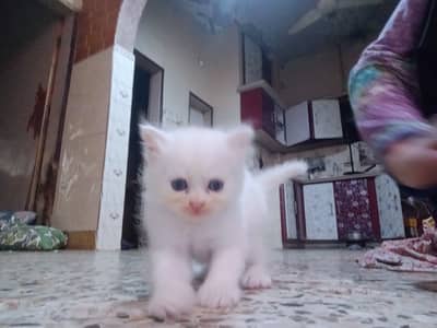 1 month kitten male female