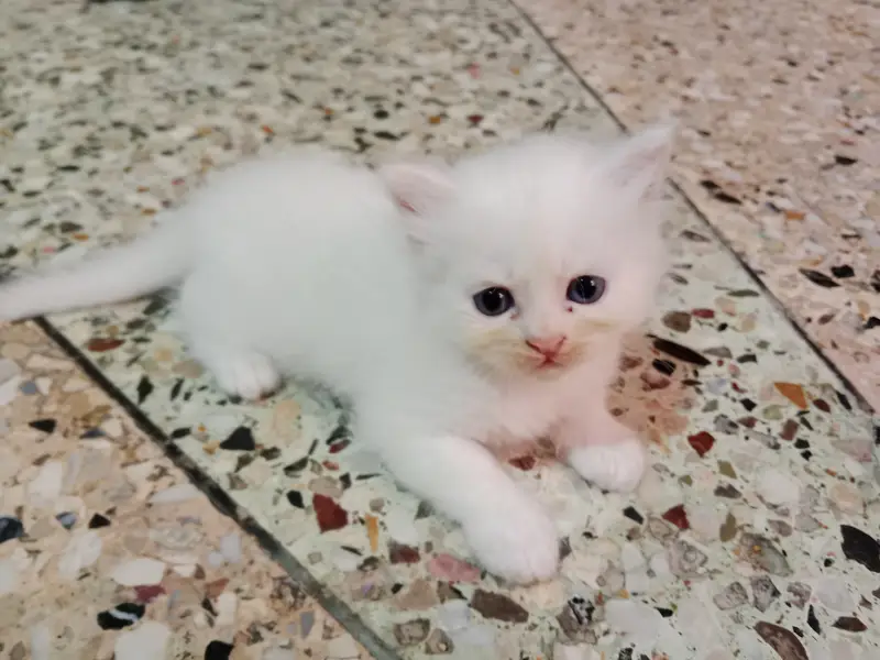 1 month kitten male female — photo 4