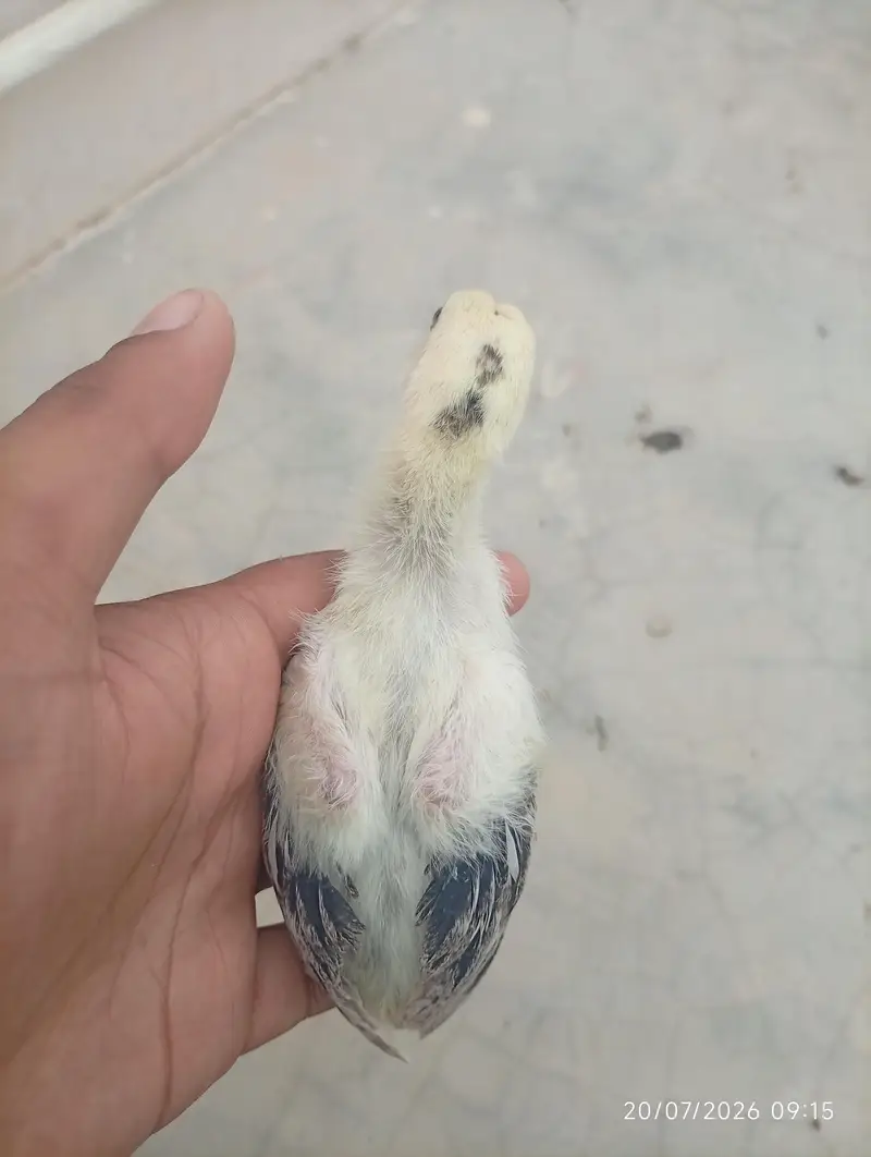 High quality aseel chick — photo 3