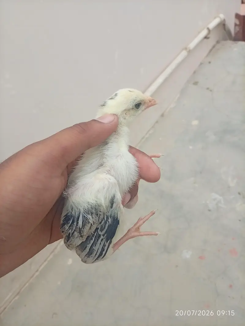 High quality aseel chick — photo 4
