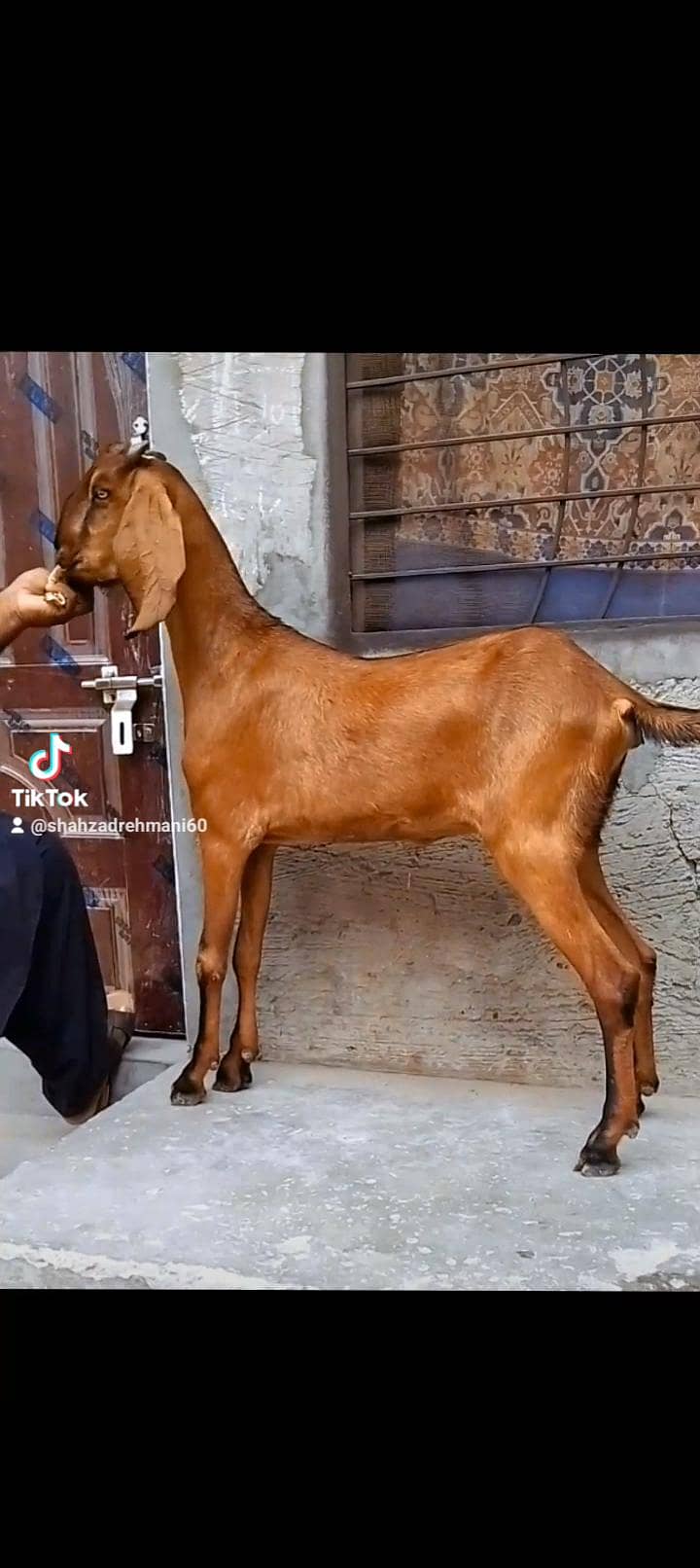 ناگری فیمیل دو سے ڈھائی مہینے کی کنفرم گبن 0