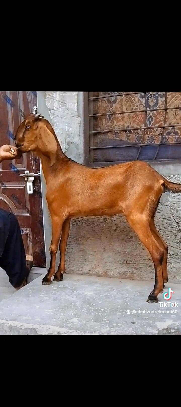 ناگری فیمیل دو سے ڈھائی مہینے کی کنفرم گبن 1