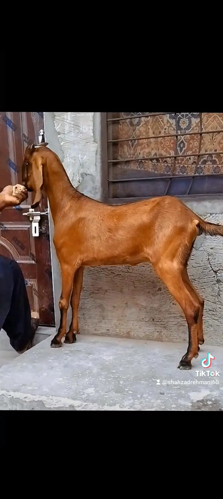ناگری فیمیل دو سے ڈھائی مہینے کی کنفرم گبن — photo 3