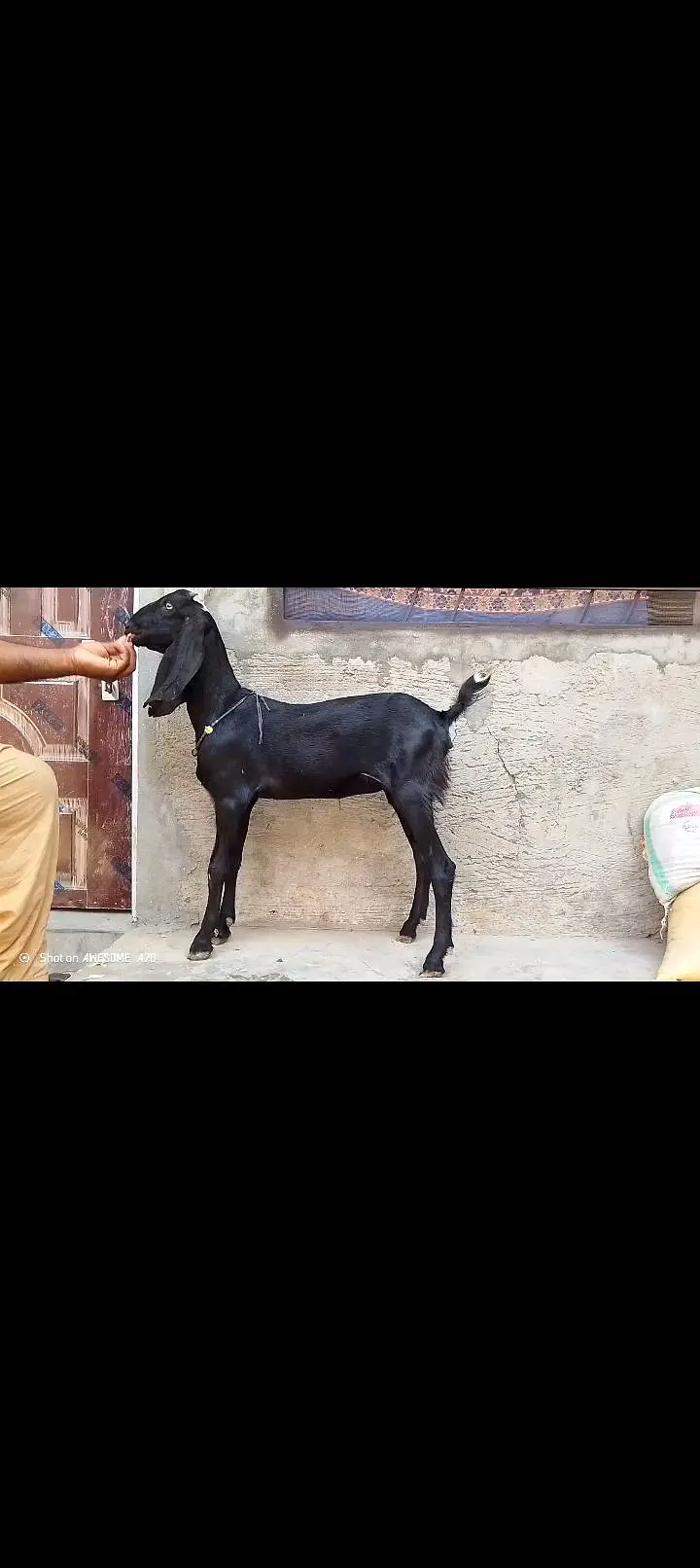 ناگری فیمیل دو سے ڈھائی مہینے کی کنفرم گبن — photo 5