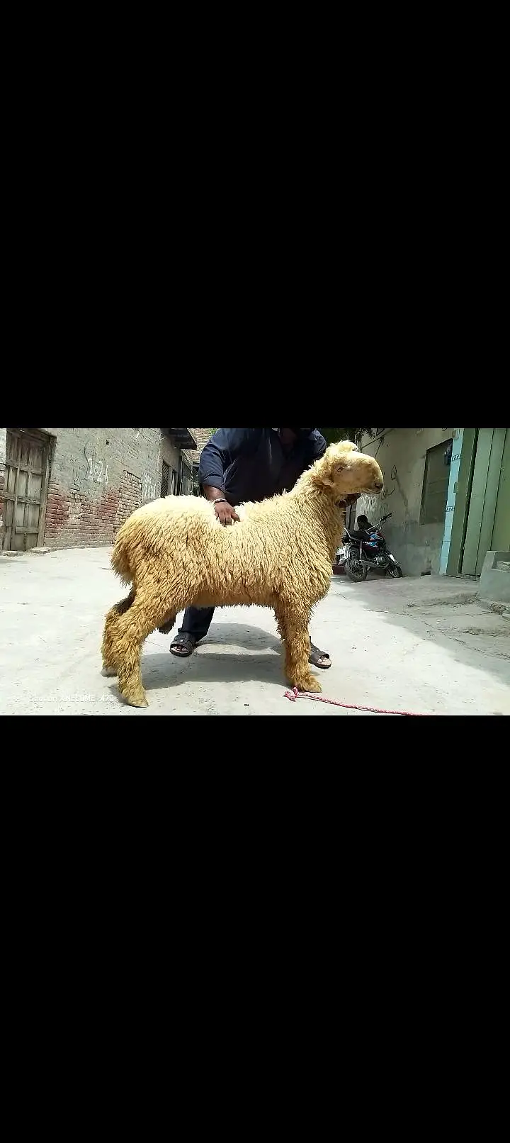 ناگری فیمیل دو سے ڈھائی مہینے کی کنفرم گبن — photo 8