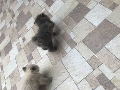 Cat sell persion