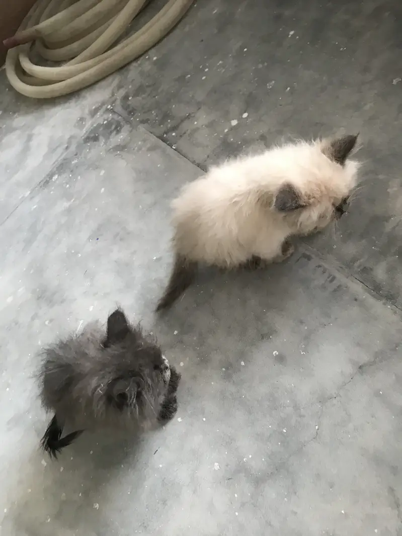 Cat sell persion — photo 2
