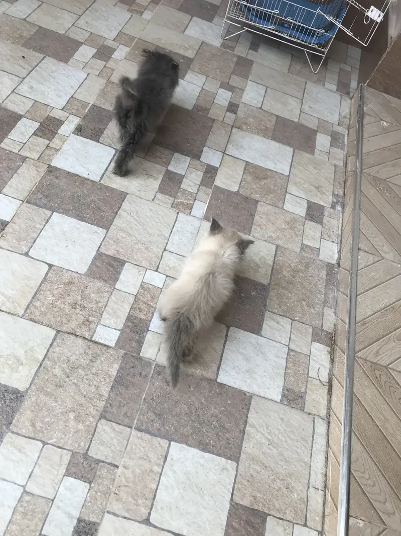 Cat sell persion — photo 3