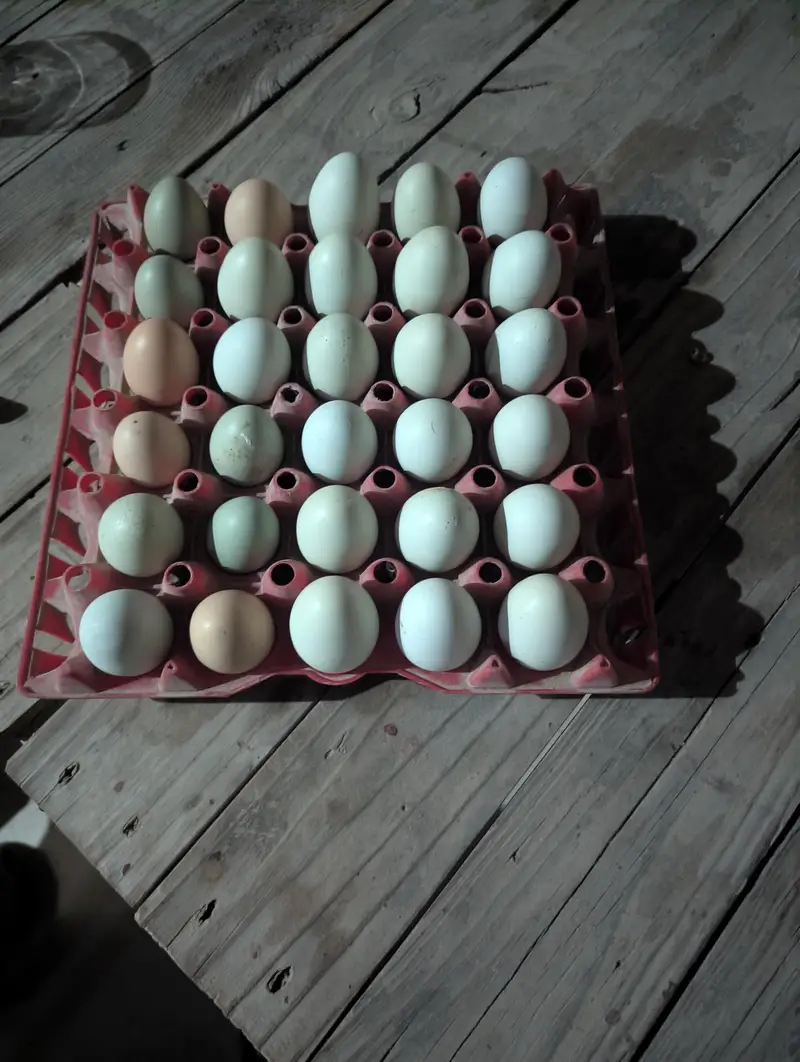 Fresh & Fertile Americana Chicken Eggs for Sale