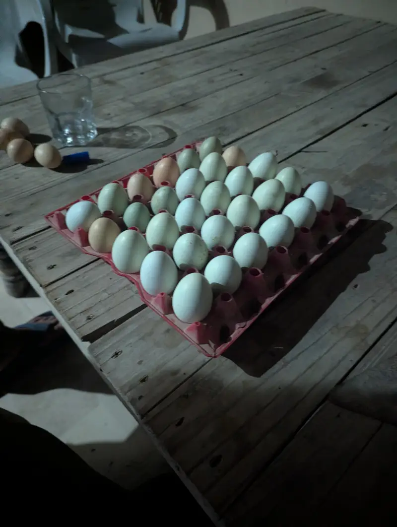 Fresh & Fertile Americana Chicken Eggs for Sale — photo 2