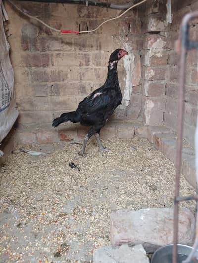 burmi cross female