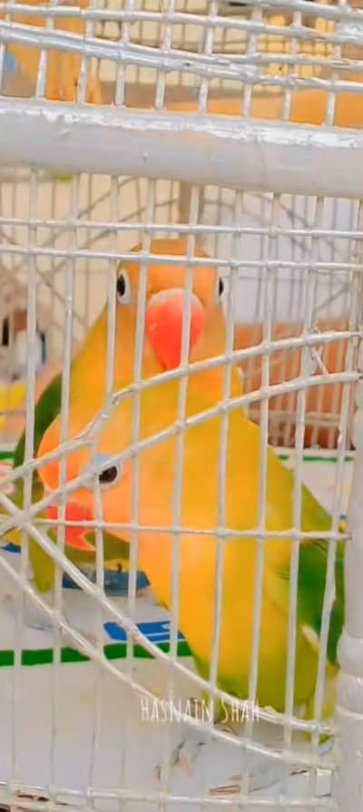 love birds beautiful