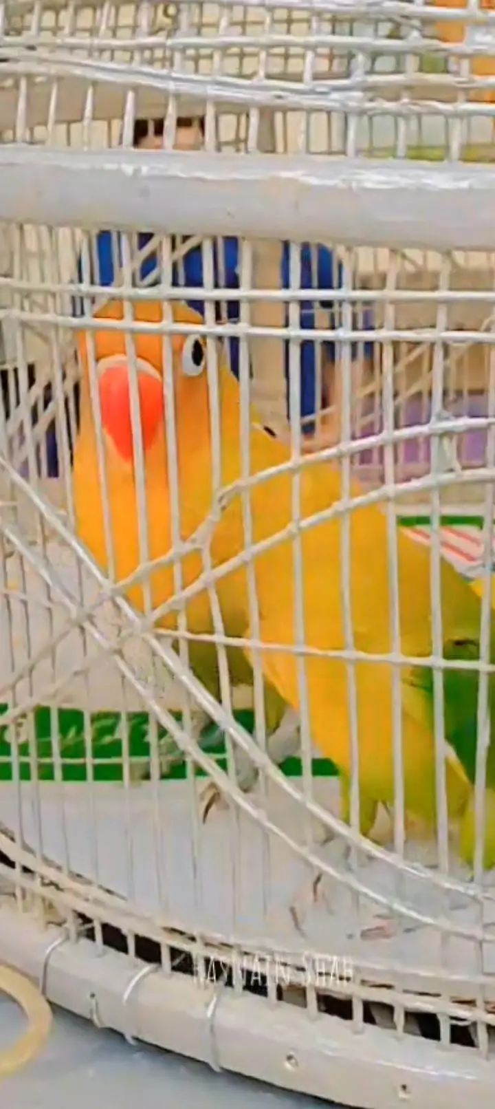 love birds beautiful — photo 2