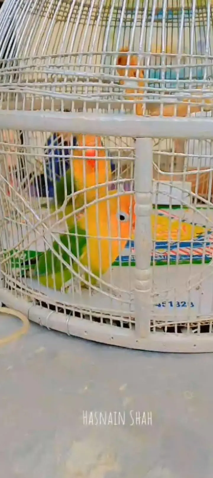 love birds beautiful — photo 3