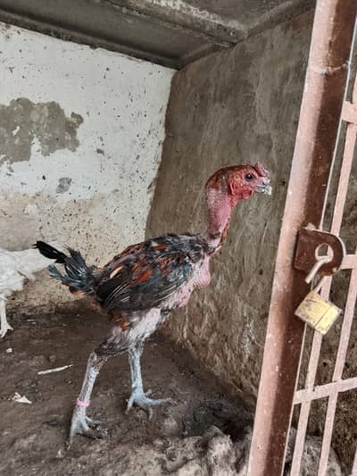 dragon patha pure black skin black naliyan watsap 03208455709