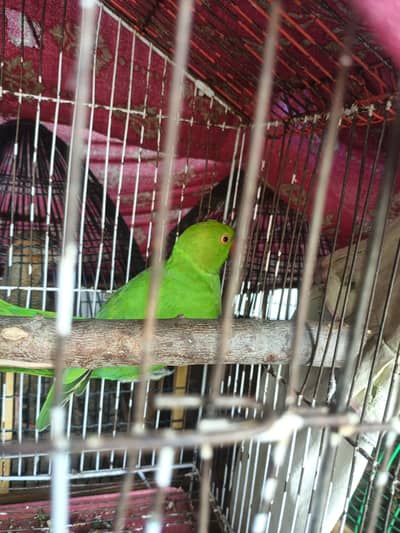 parrot female