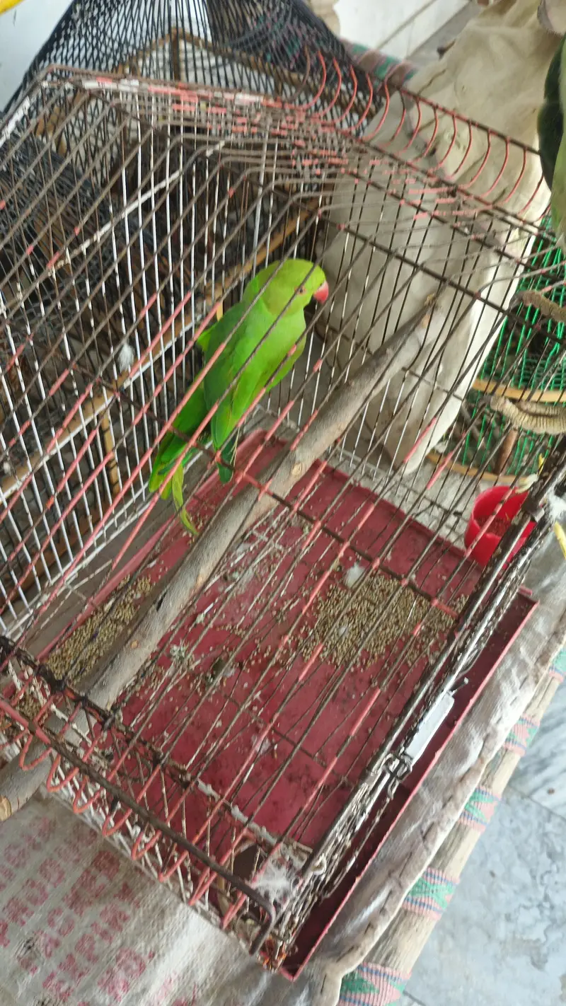 parrot female — photo 2
