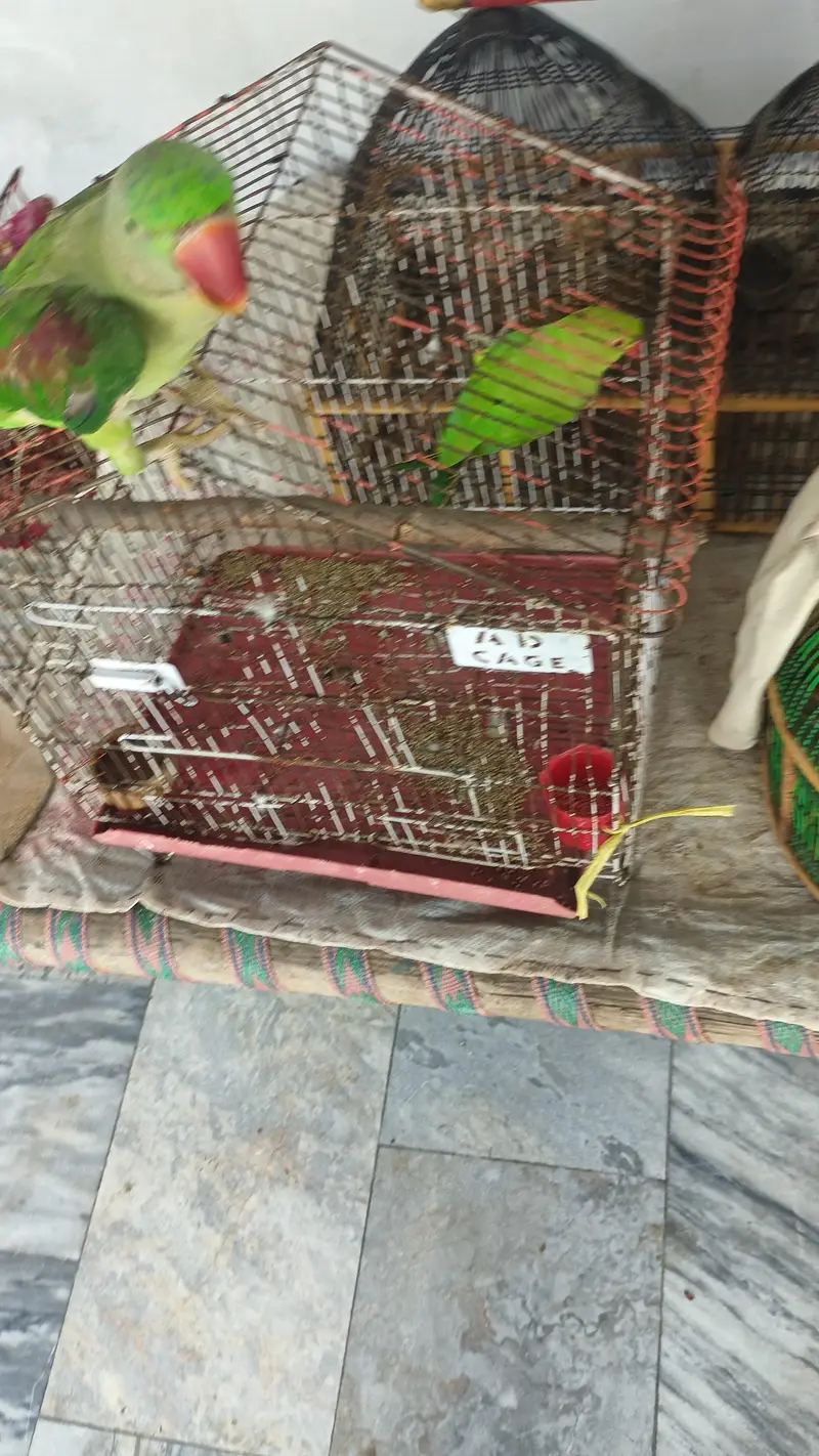 parrot female — photo 3