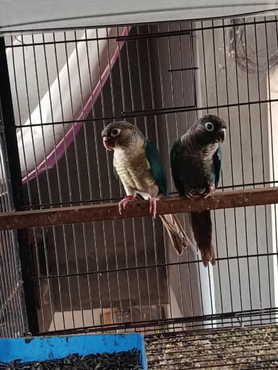 BFBC x WFWC PAIR AVAILABLE