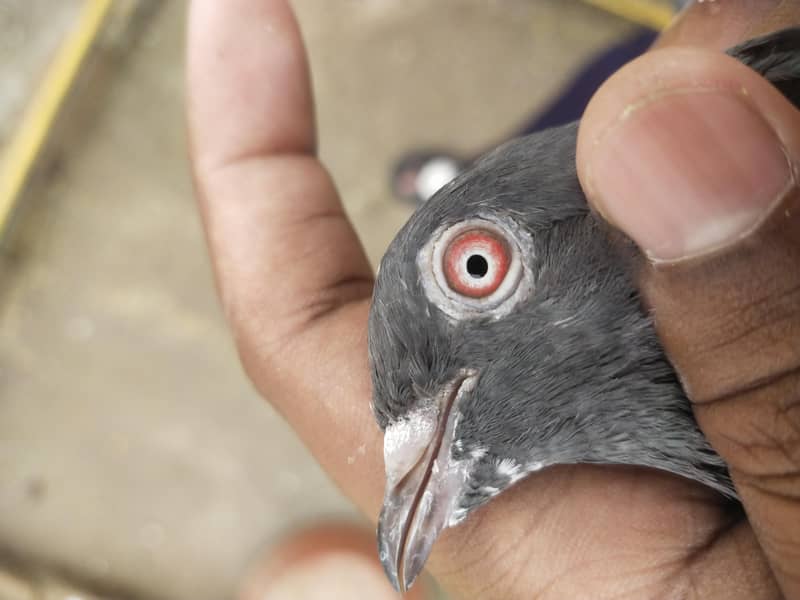 Dab Wala pair 0