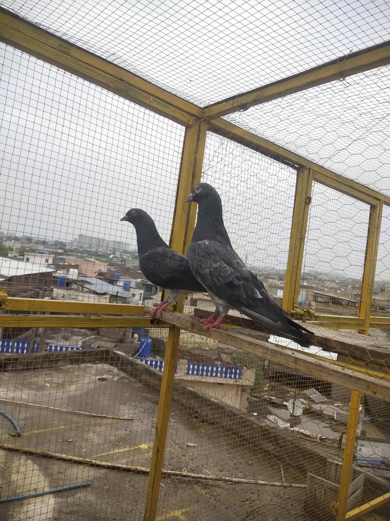 Dab Wala pair 2