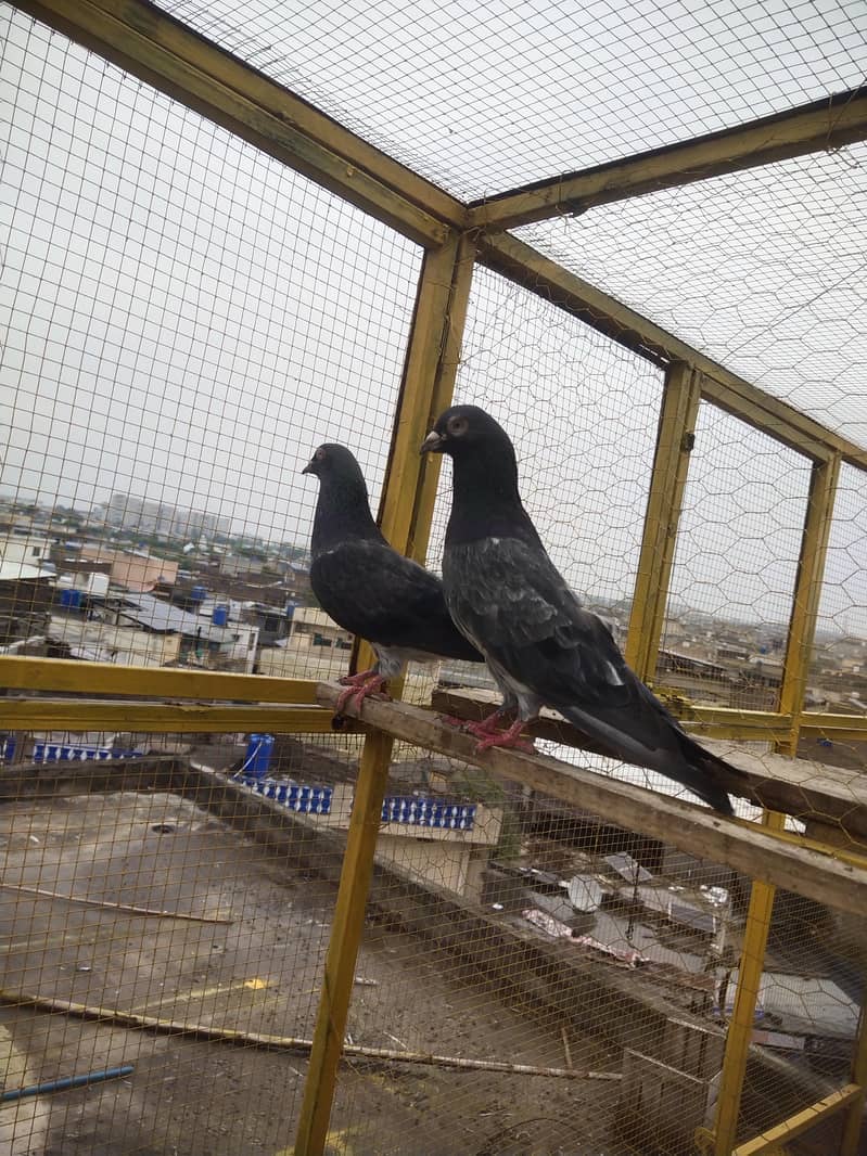 Dab Wala pair 3