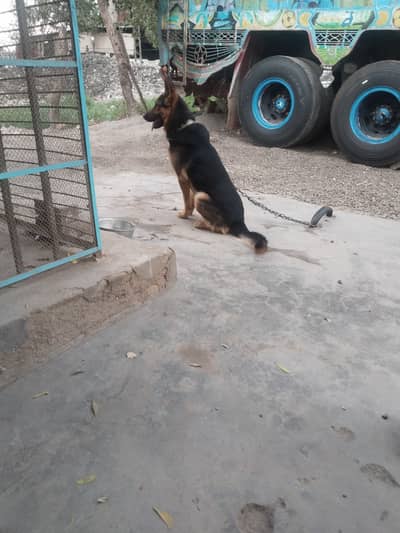 Male German shepherd for sale.