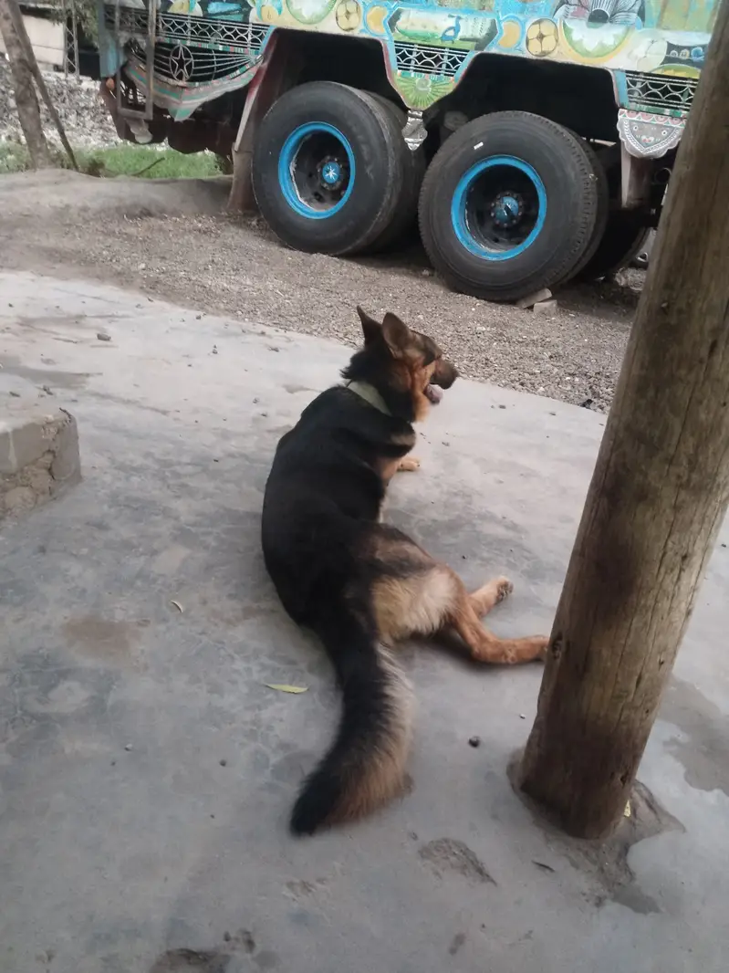 Male German shepherd for sale. — photo 2