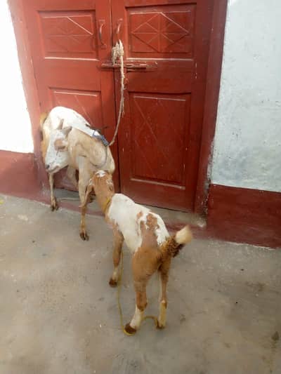 desi bakri