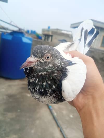 beautiful high flying pigeon for sale teddy kabutar