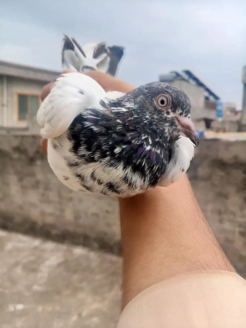 beautiful high flying pigeon for sale teddy kabutar — photo 2