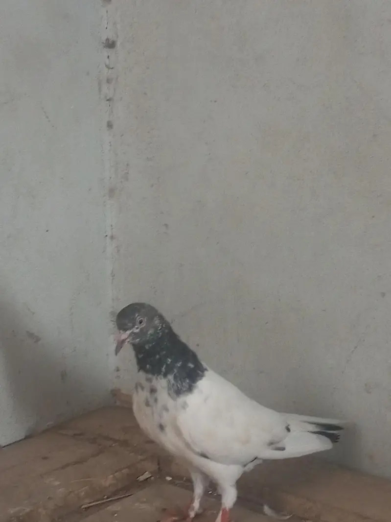 beautiful high flying pigeon for sale teddy kabutar — photo 3