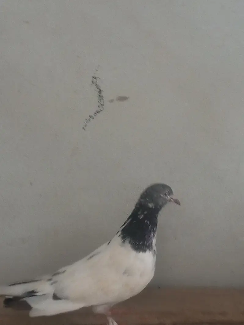 beautiful high flying pigeon for sale teddy kabutar — photo 4