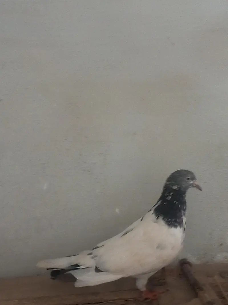 beautiful high flying pigeon for sale teddy kabutar — photo 5