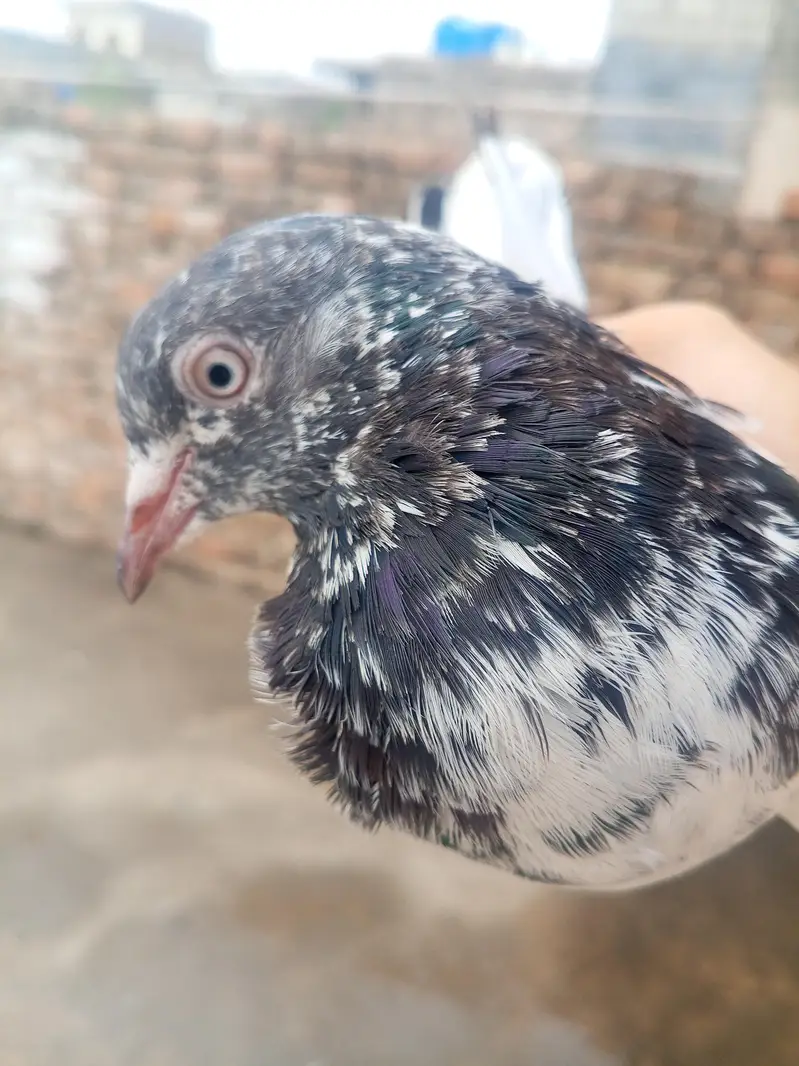 beautiful high flying pigeon for sale teddy kabutar — photo 6