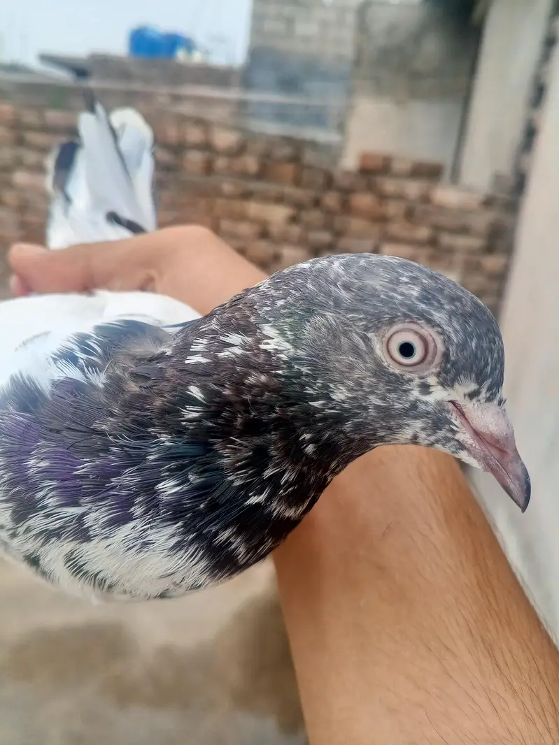 beautiful high flying pigeon for sale teddy kabutar — photo 7