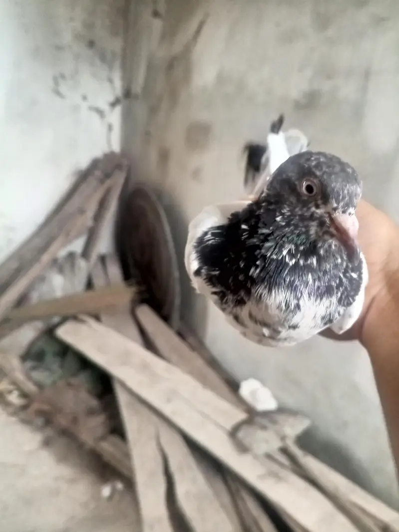beautiful high flying pigeon for sale teddy kabutar — photo 8