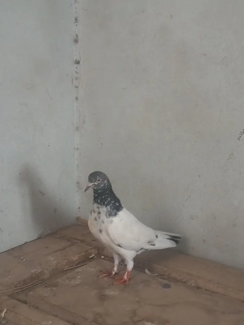 beautiful high flying pigeon for sale teddy kabutar — photo 9