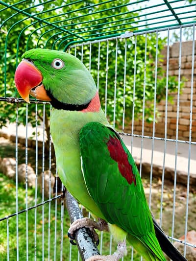 kashmiri raw parrot breeder male | Talking parrot Hand tamed  healthy