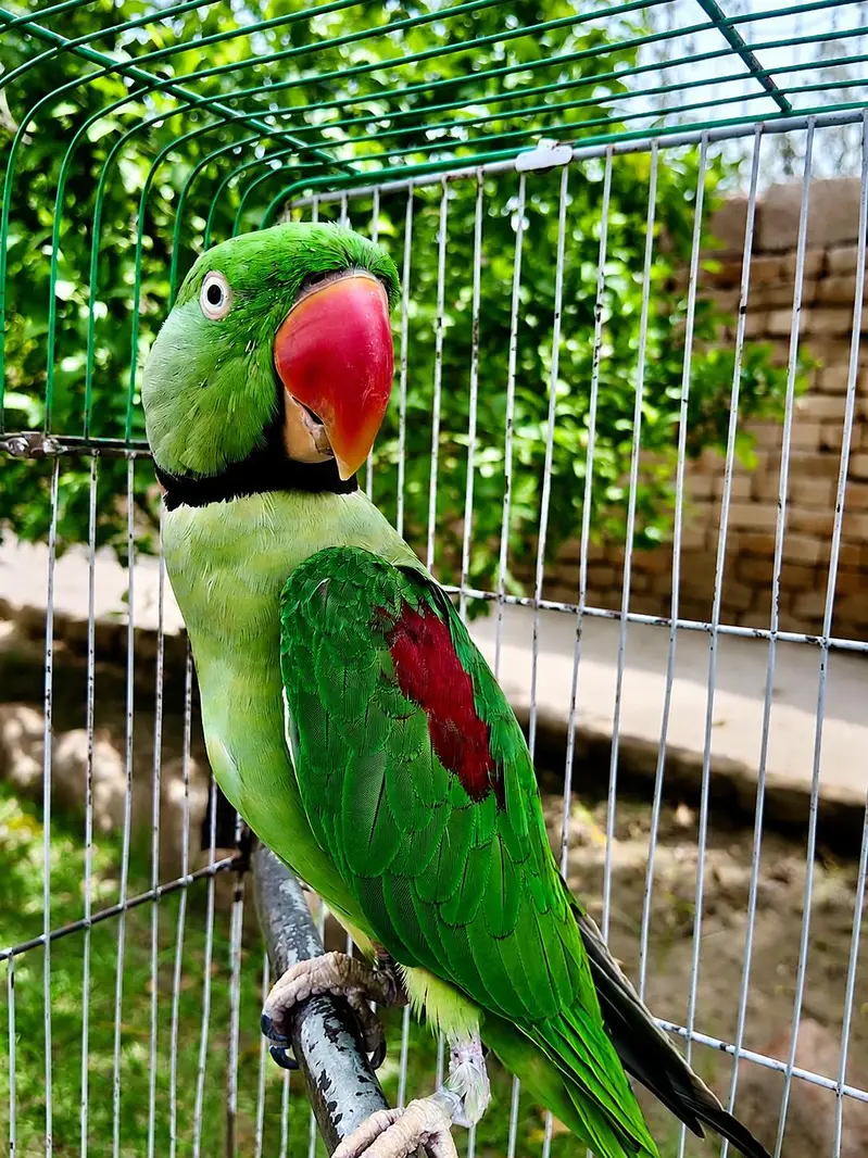 kashmiri raw parrot breeder male | Talking parrot Hand tamed  healthy — photo 2