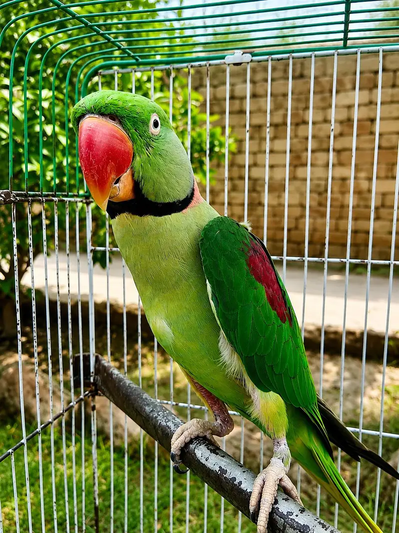 kashmiri raw parrot breeder male | Talking parrot Hand tamed  healthy — photo 3