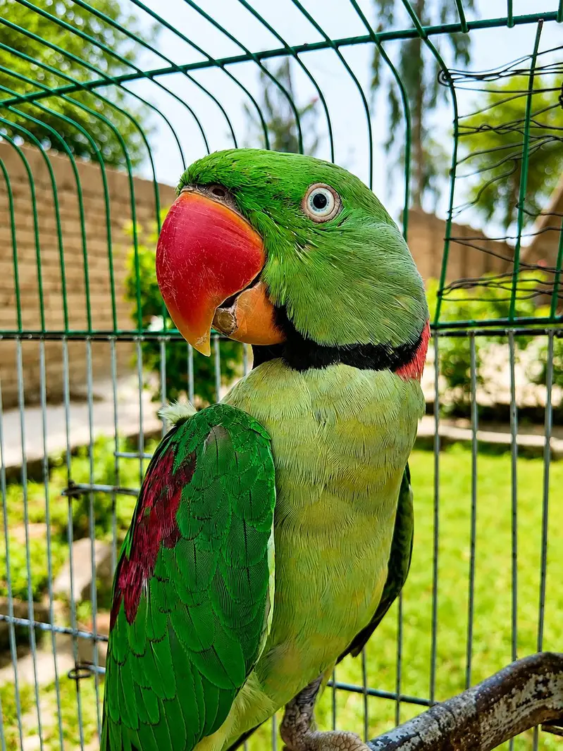 kashmiri raw parrot breeder male | Talking parrot Hand tamed  healthy — photo 4