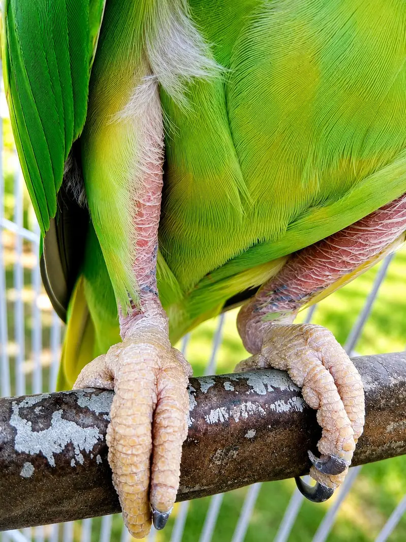 kashmiri raw parrot breeder male | Talking parrot Hand tamed  healthy — photo 5
