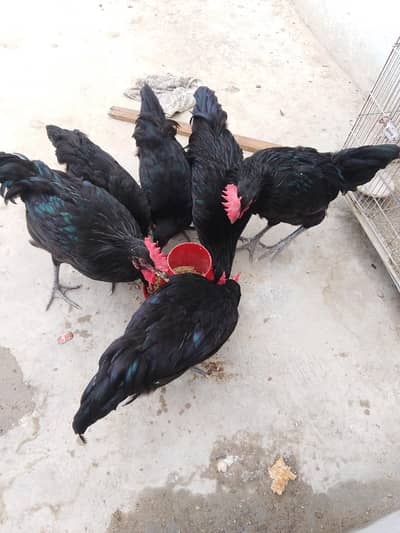 Austrolop Male for sale