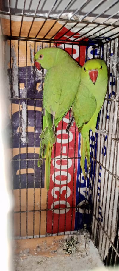parrot active good quality