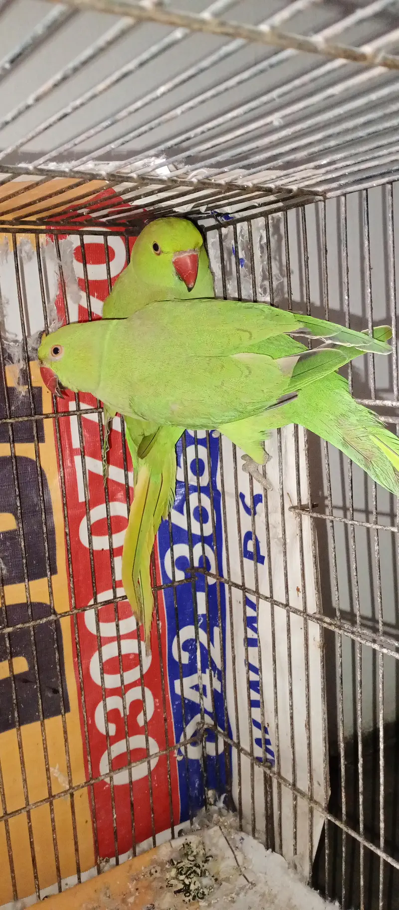 parrot active good quality — photo 2