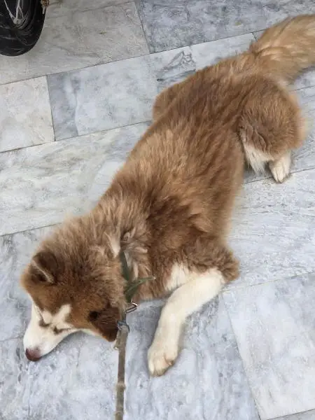 SIBERIAN HUSKY DARK BROWN PERFECT FEMALE — photo 2