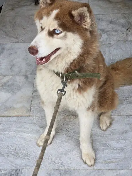 SIBERIAN HUSKY DARK BROWN PERFECT FEMALE — photo 3