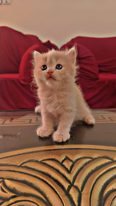 persion 3rble coated kittens 40 days old 
