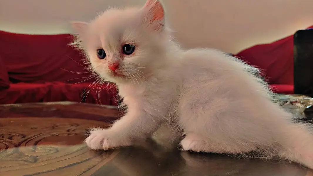persion 3rble coated kittens 40 days old  — photo 3